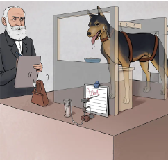 dog training philosophy