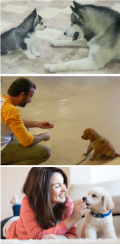 dogcentric sequence